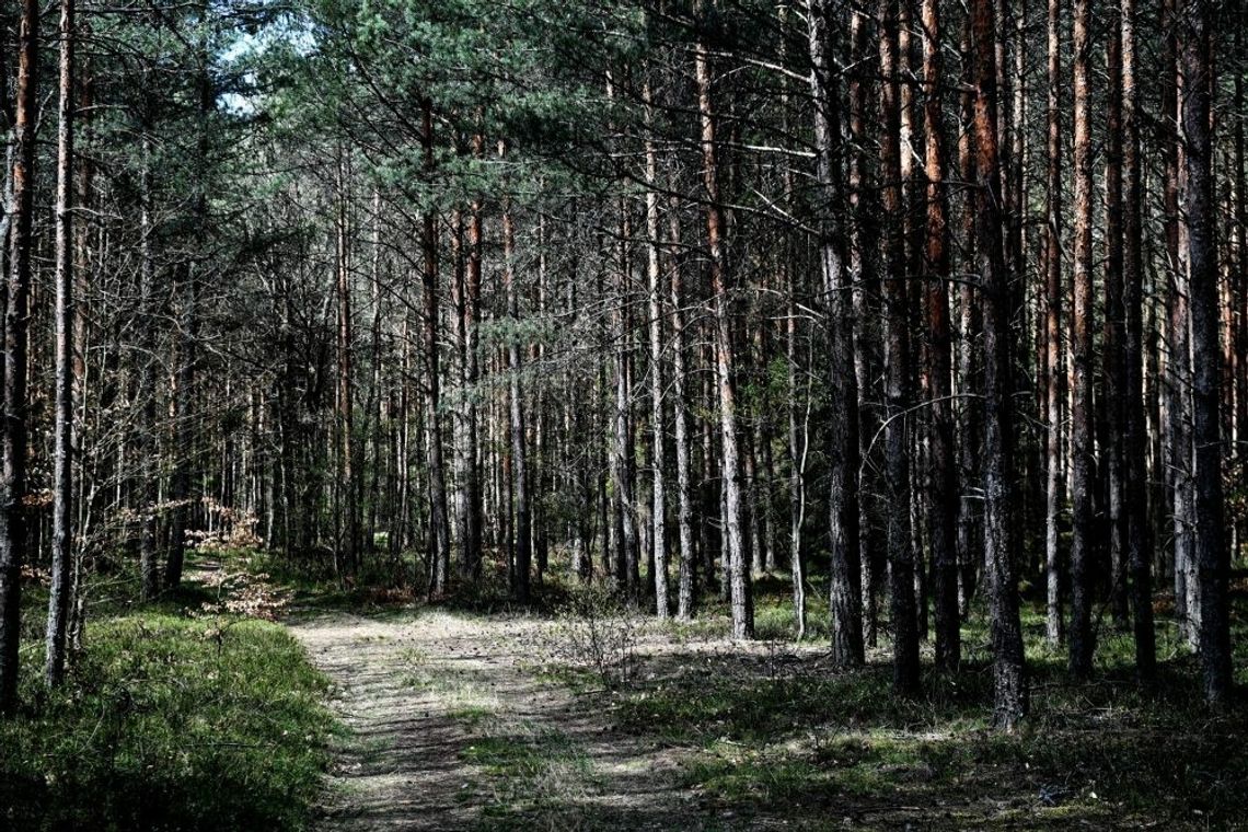 Lasy Państwowe: w lasach jest sucho, ale nie ma podstaw do ich zamknięcia