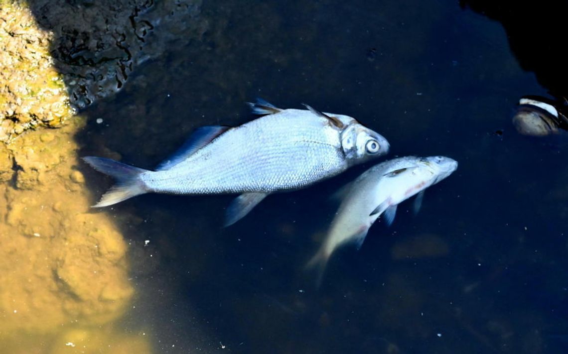 Łódzki Urząd Wojewódzki: śnięcie ryb na Nerze wywołała najprawdopodobniej tzw. przyducha
