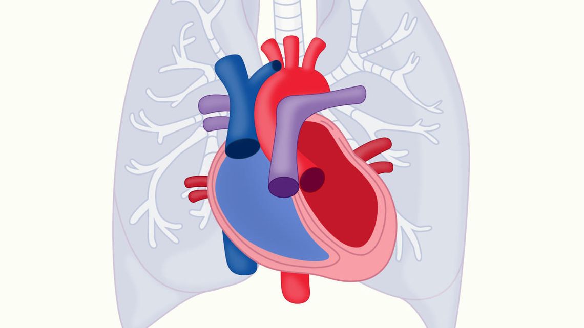Ludzkie serce znacząco różni się w budowie od serc najbardziej spokrewnionych ssaków