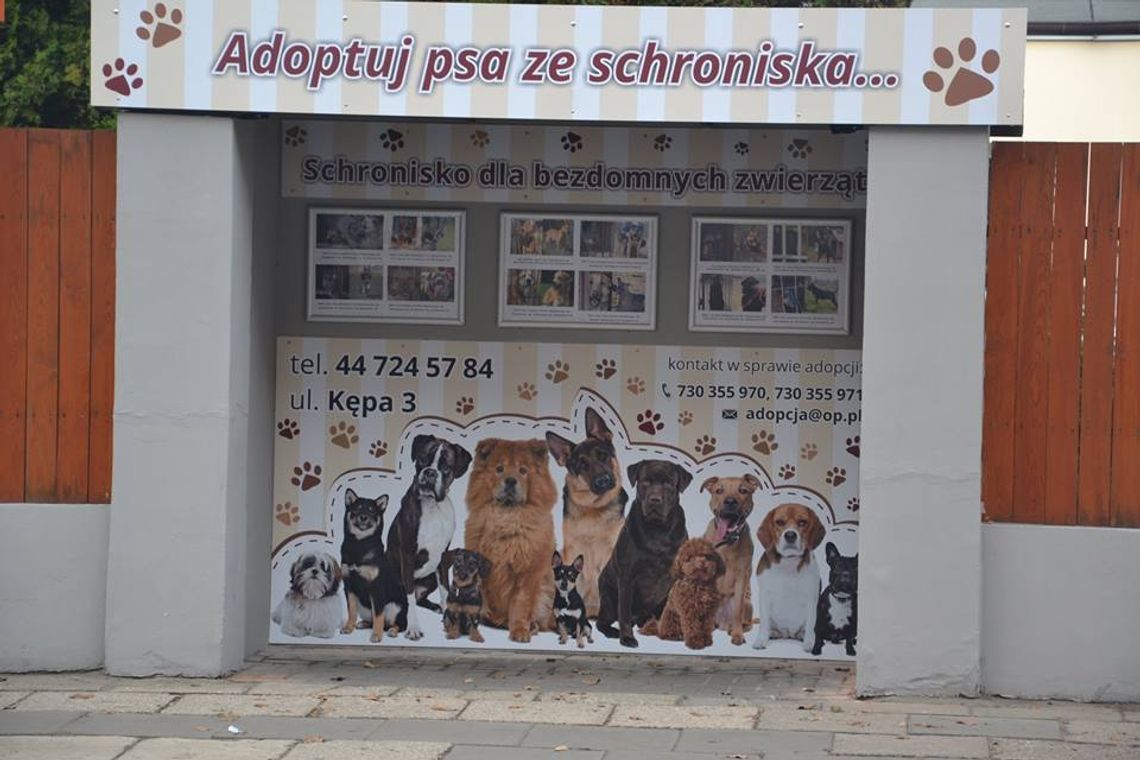 Ma zachęcać do adopcji