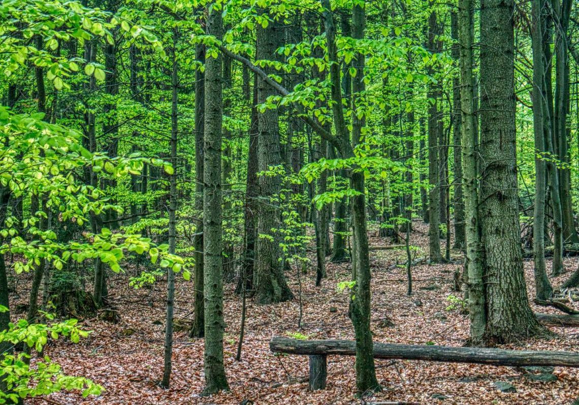 MKiŚ: do końca roku zostaną wyznaczone pierwsze tzw. lasy społeczne i lasy cenne przyrodniczo