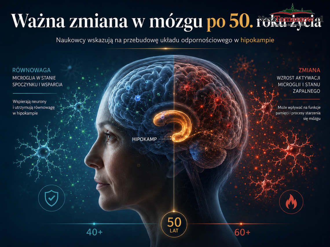 Mózg po pięćdziesiątce zmienia swoich „strażników”. Naukowcy odkryli ważny etap starzenia Mózg po pięćdziesiątce zmienia swoich „strażników”. Naukowcy odkryli ważny etap starzenia