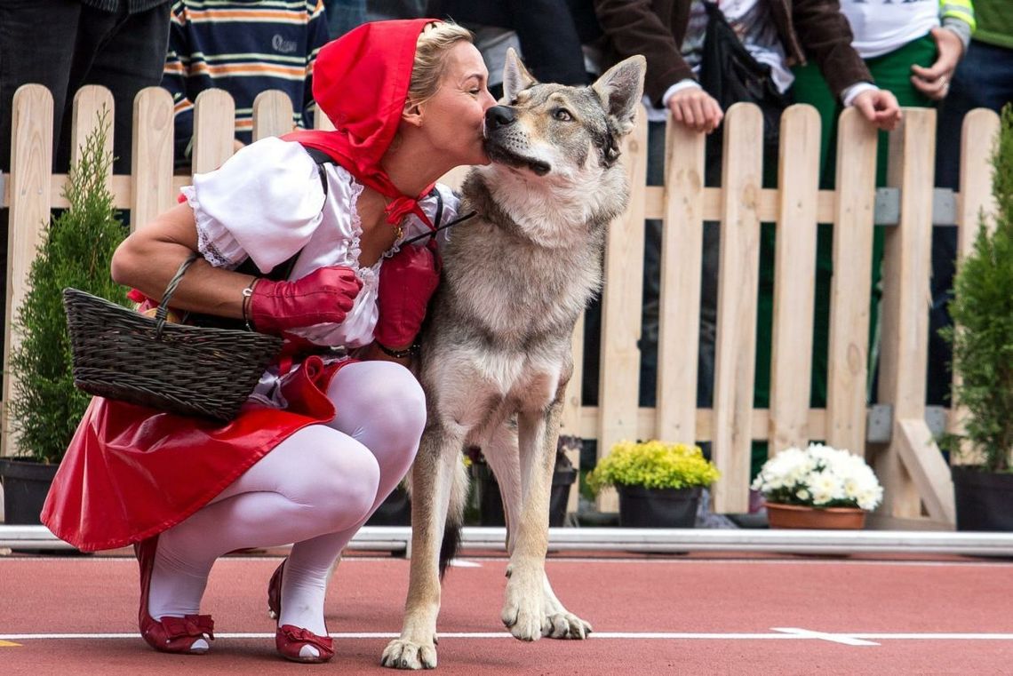 Mózgi psów są dostrojone do mowy kobiet