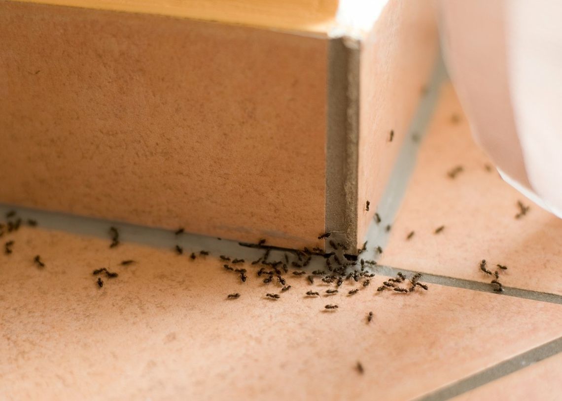 Mrówki w domu i bloku – jak się ich pozbyć?