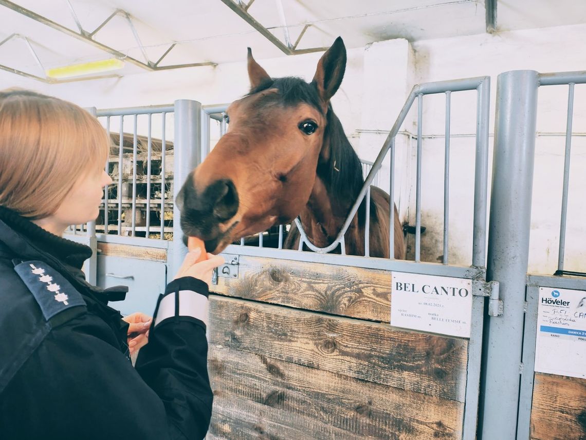 Mróz zagraża zwierzętom — policja z Tomaszowa apeluje: jak pomóc i gdzie dzwonić