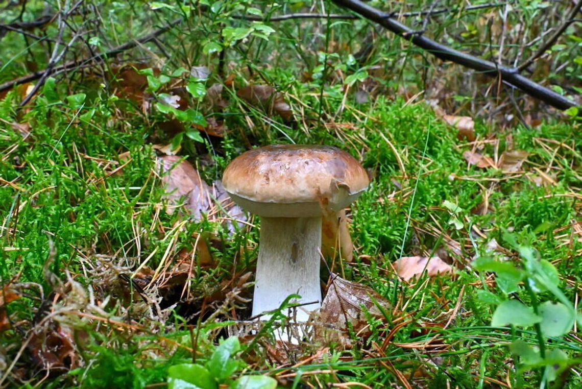 Mykolog: nie niepokójmy się, grzyby jeszcze będą Mykolog: nie niepokójmy się, grzyby jeszcze będą