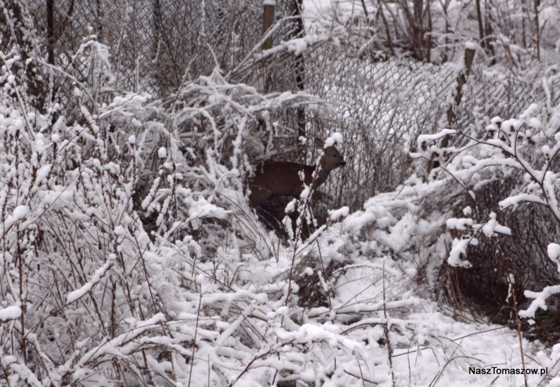 Na jeden dzień... do Tomaszowa