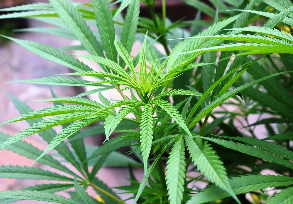 Naukowcy: marihuana najczęściej używaną substancją psychoaktywną po alkoholu, kofeinie i nikotynie