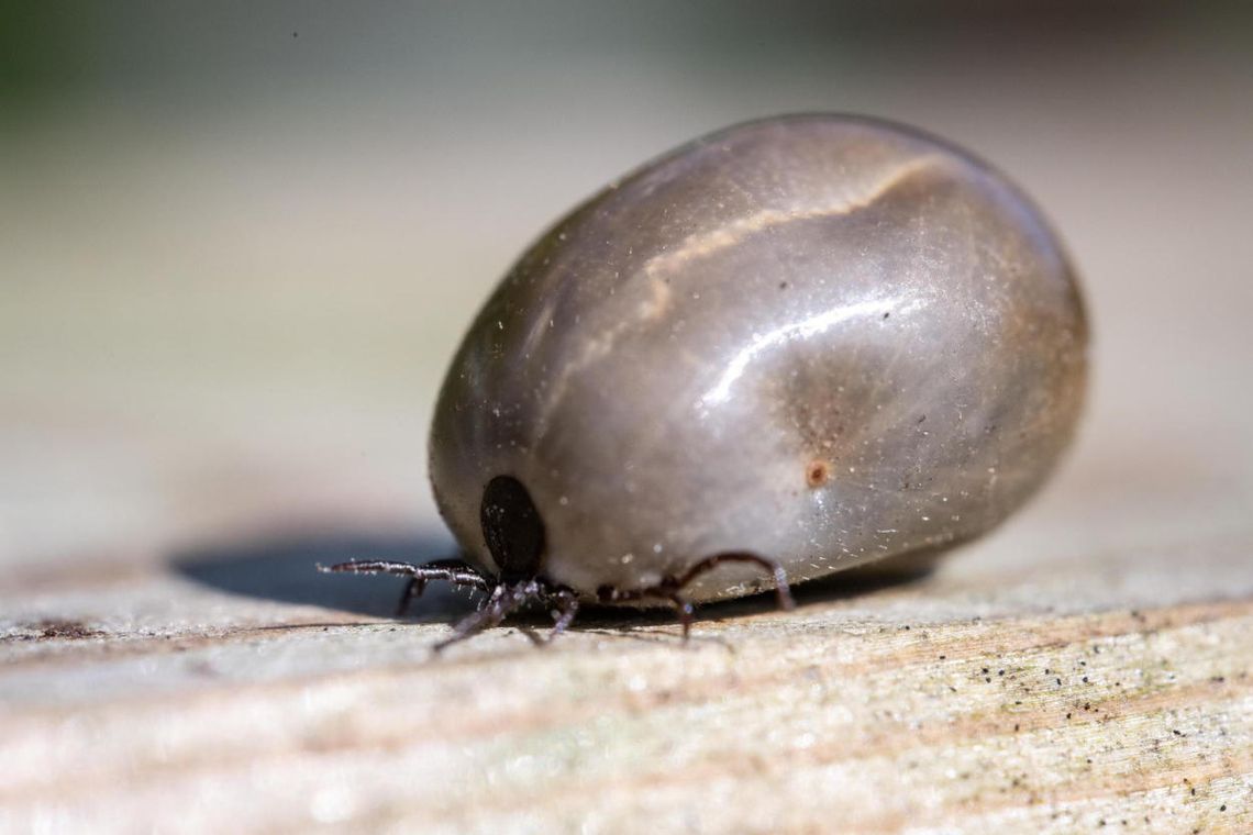 Naukowcy z UWM badają bakterie, które przenoszone przez kleszcze wywołują neoerlichiozę
