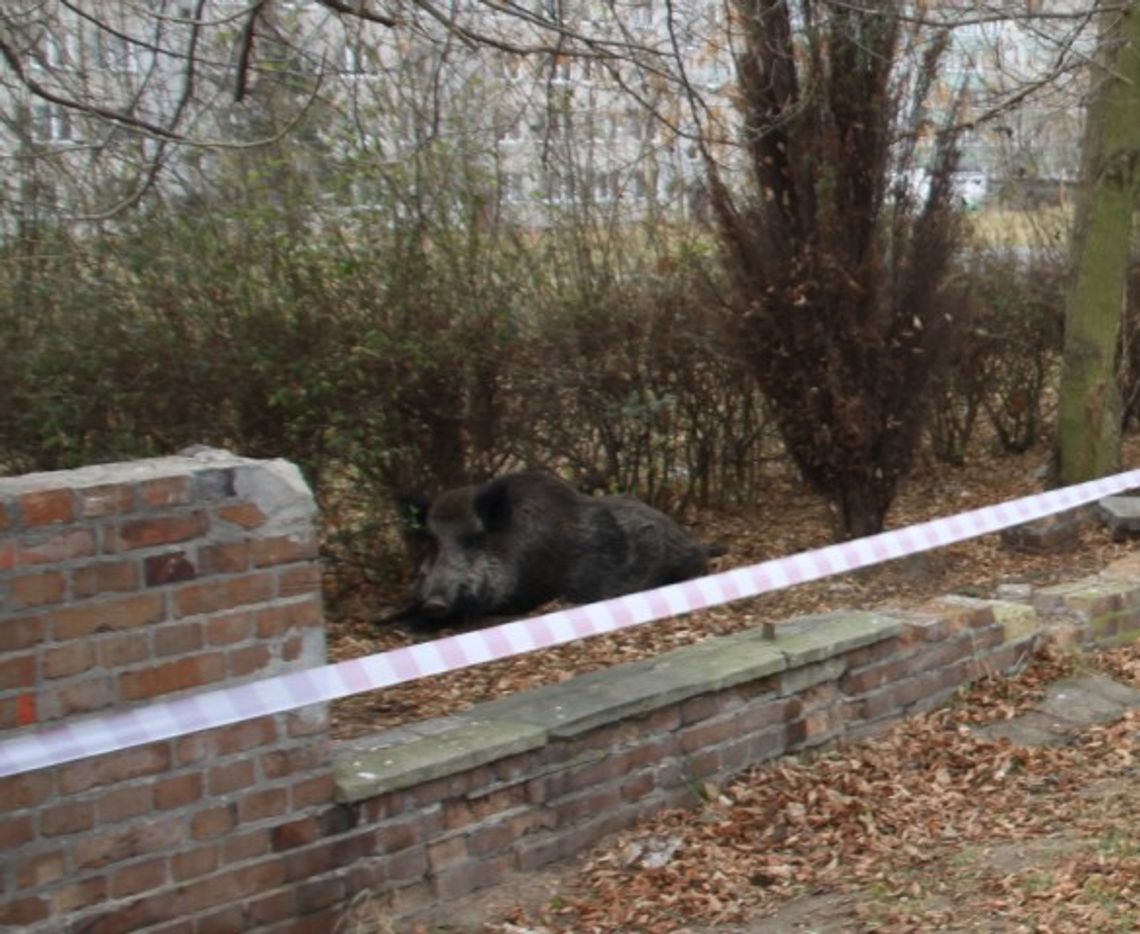 Nie będą zabijać dzikich zwierząt