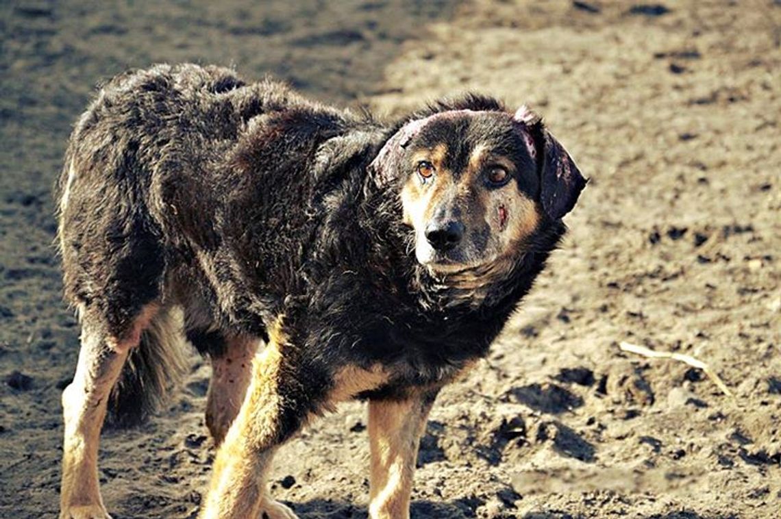 Nie dał rady, konał. Pan Życia, Król ulicy