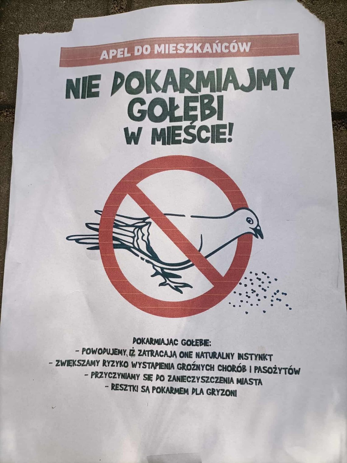 Nie dokarmiajmy gołębi? Co mówią nauka, lekarze i… mieszkańcy Nie dokarmiajmy gołębi? Co mówią nauka, lekarze i… mieszkańcy