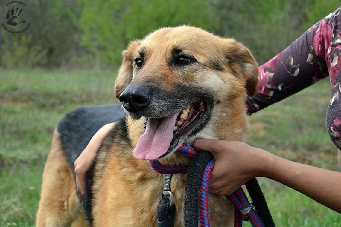 Nie kupuj - adoptuj Nie kupuj - adoptuj