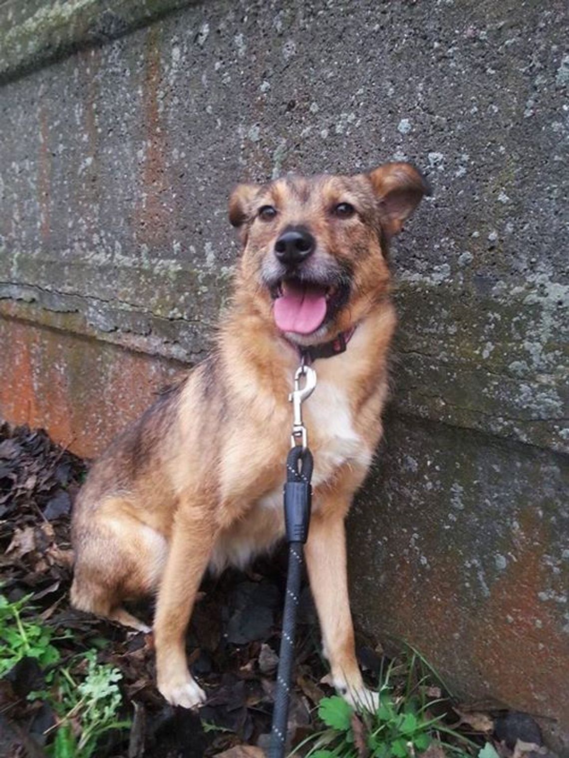 Nie kupujemy, adoptujemy