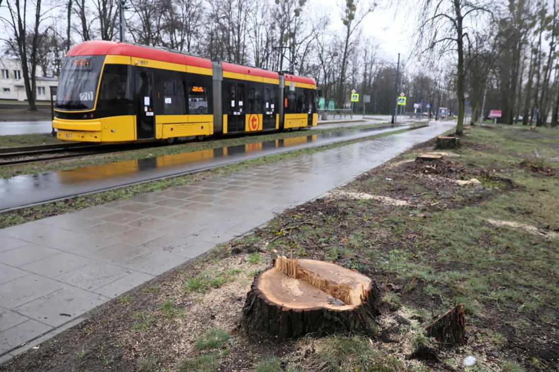 NIK: Przez 5 lat wycięto 37 tys. drzew w Warszawie – najwięcej spośród dużych miast