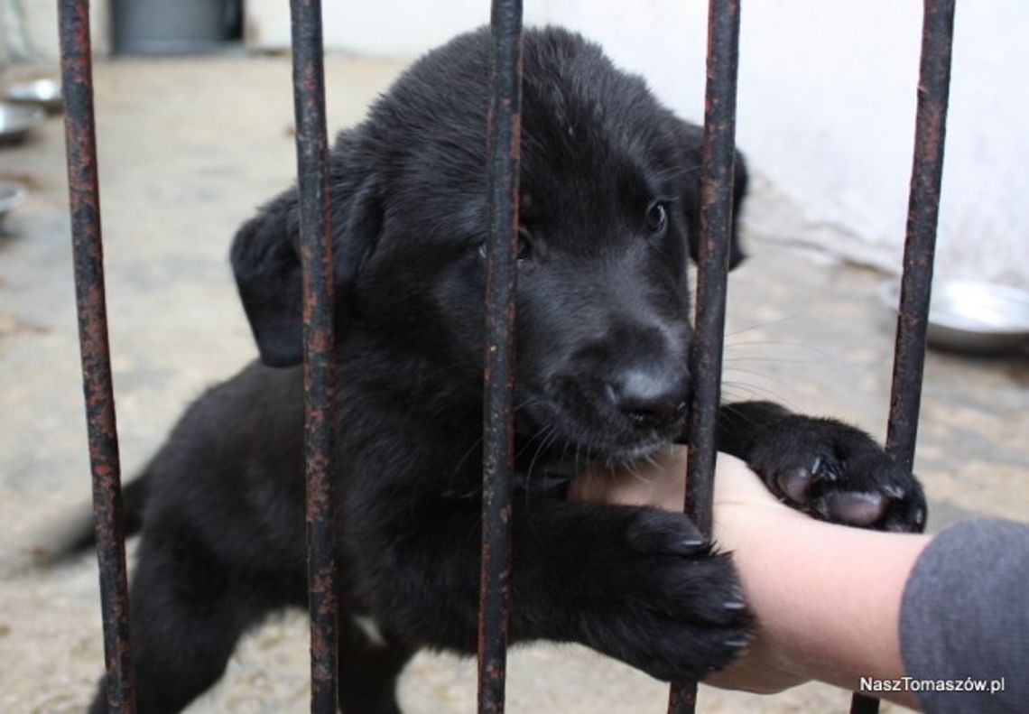 Nowi administratorzy Schroniska dla bezdomnych zwierząt w TV Amazing
