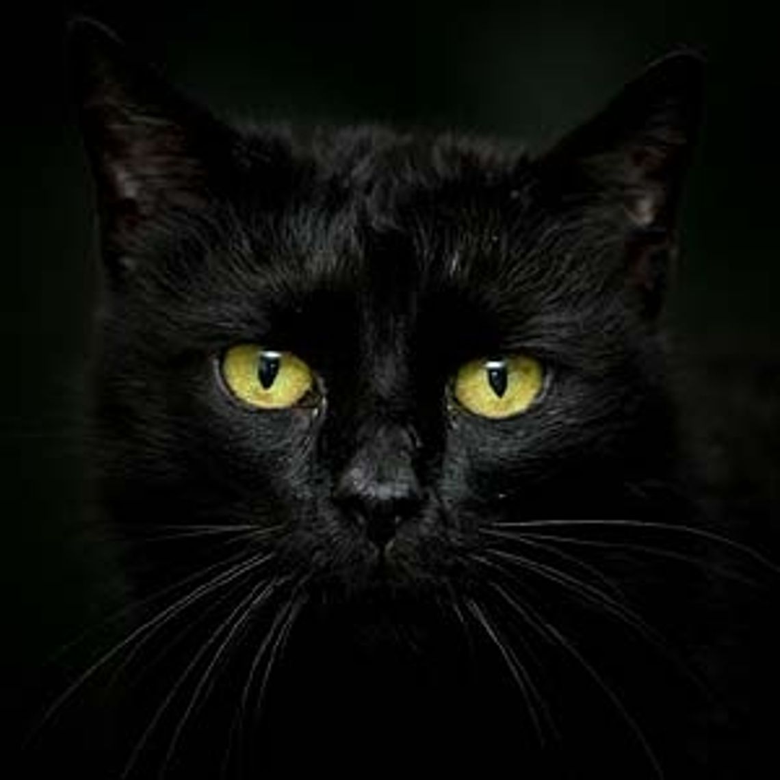 Odpukać czarnego kota