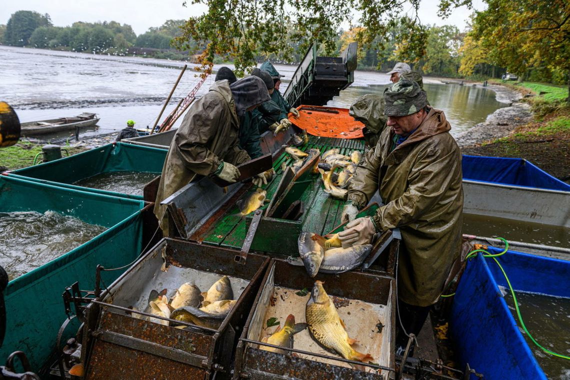 "Pan Karp": żywe karpie na święta - tylko u rybaków lub na bazarze