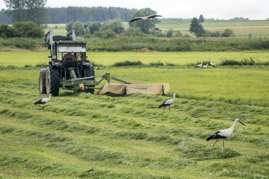 Państwa UE zatwierdziły nowe przepisy o ochronie zasobów przyrody