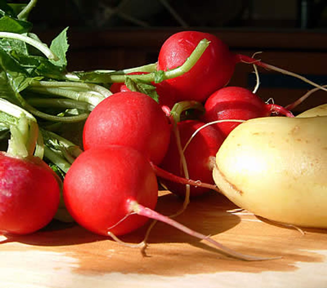 Plajtujemy przez rzodkiewkę!!! Plajtujemy przez rzodkiewkę!!!