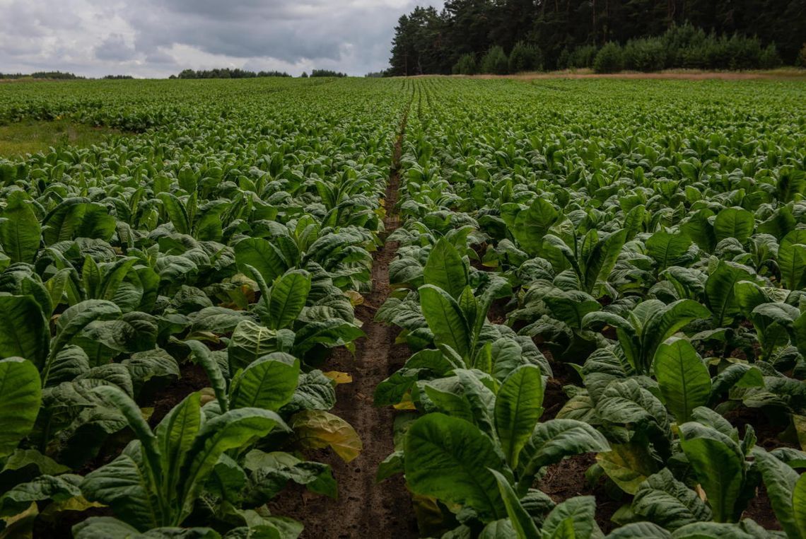 Plantatorzy tytoniu: zakaz sprzedaży aromatyzowanych wkładów do podgrzewania może zniszczyć branżę