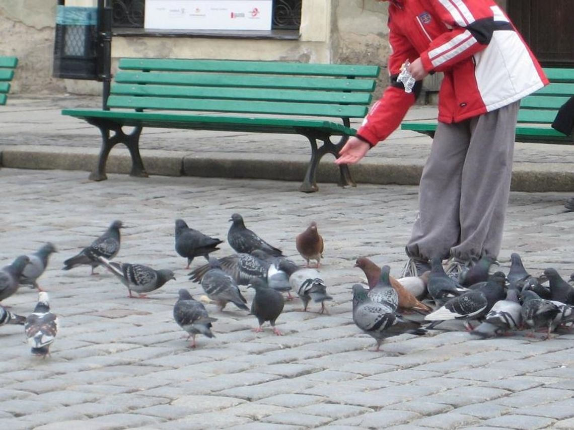Planujesz urlop? Możesz zostać poproszony o niedokarmianie gołębi Planujesz urlop? Możesz zostać poproszony o niedokarmianie gołębi