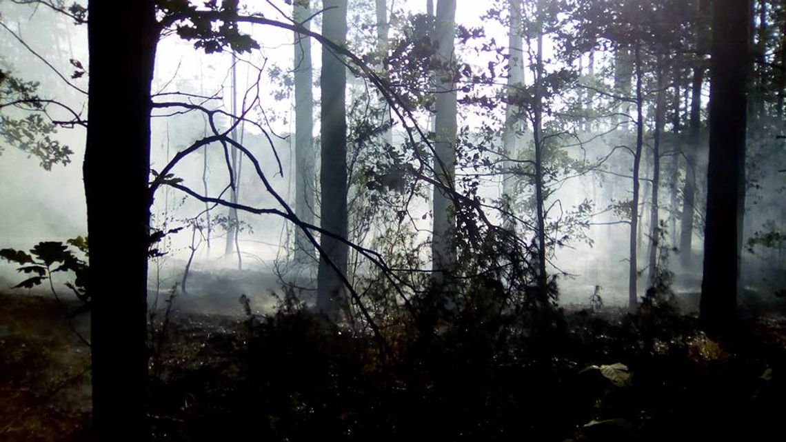 Płonął las w okolicach Wiaderna