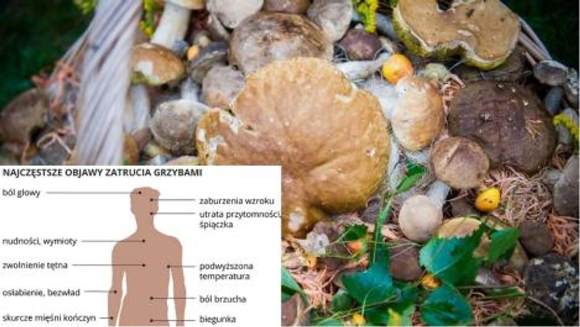 Podejrzewasz zatrucie grzybami? Trzeba działać szybko