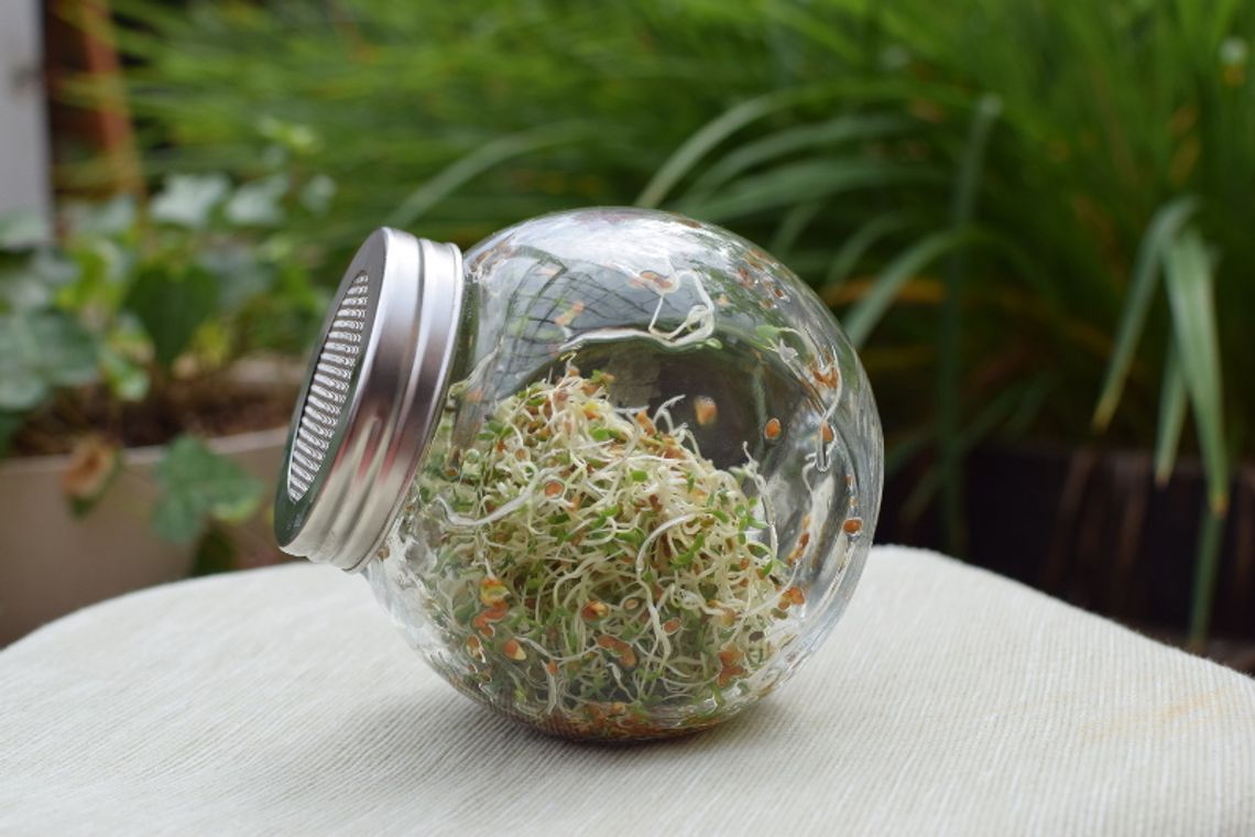 Polacy źle się odżywiają - spróbuj kiełków z kiełkownicy Polacy źle się odżywiają - spróbuj kiełków z kiełkownicy