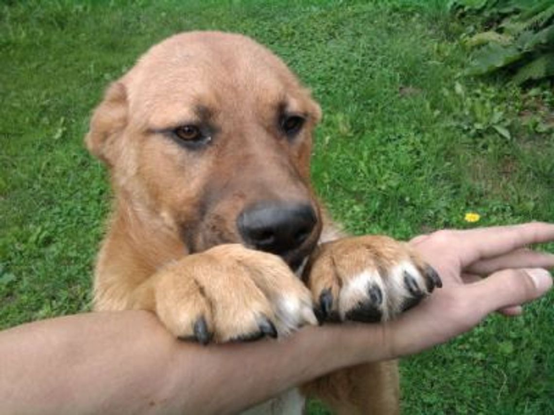 Poszukujemy domu dla porzuconego psa Poszukujemy domu dla porzuconego psa