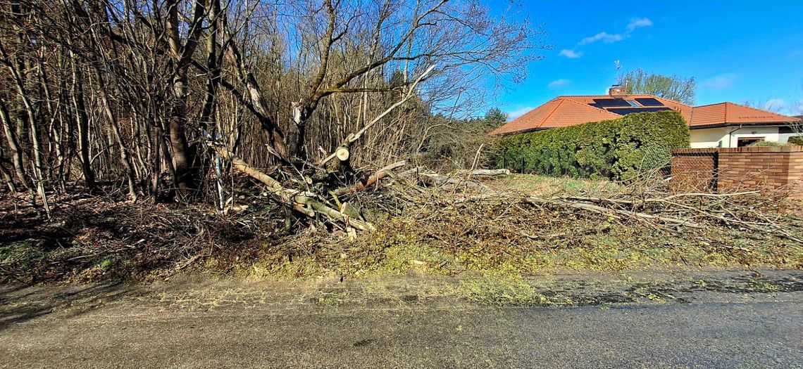 Powalone drzewa — strażacy w gotowości, sprawdź ostrzeżenia IMGW