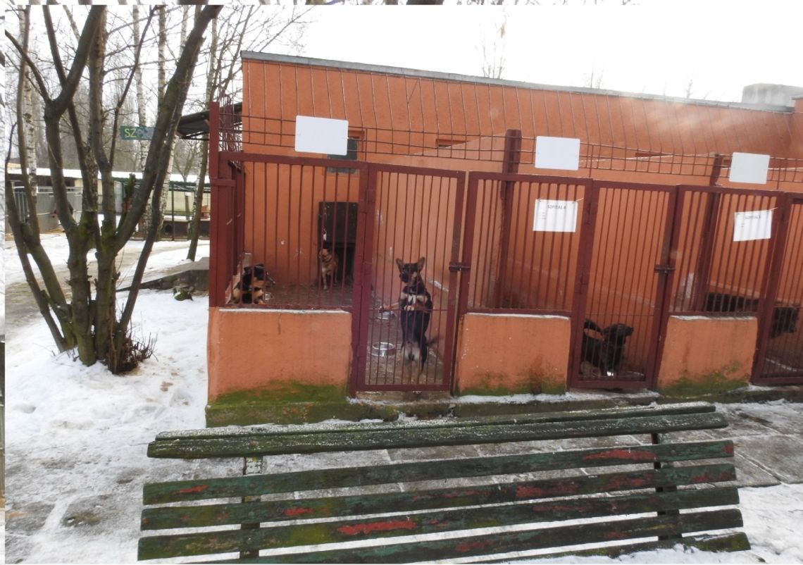 Prezenty dla Zwierząt