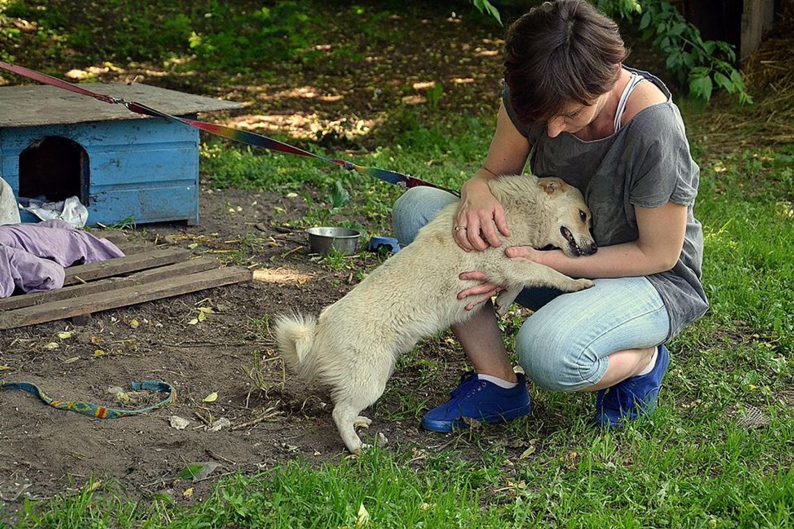 Przez auta szybę: totalitarnie czy humanitarnie?