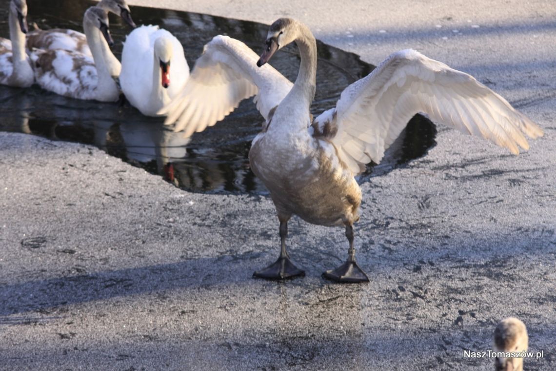 Przysypało wszystko na biało
