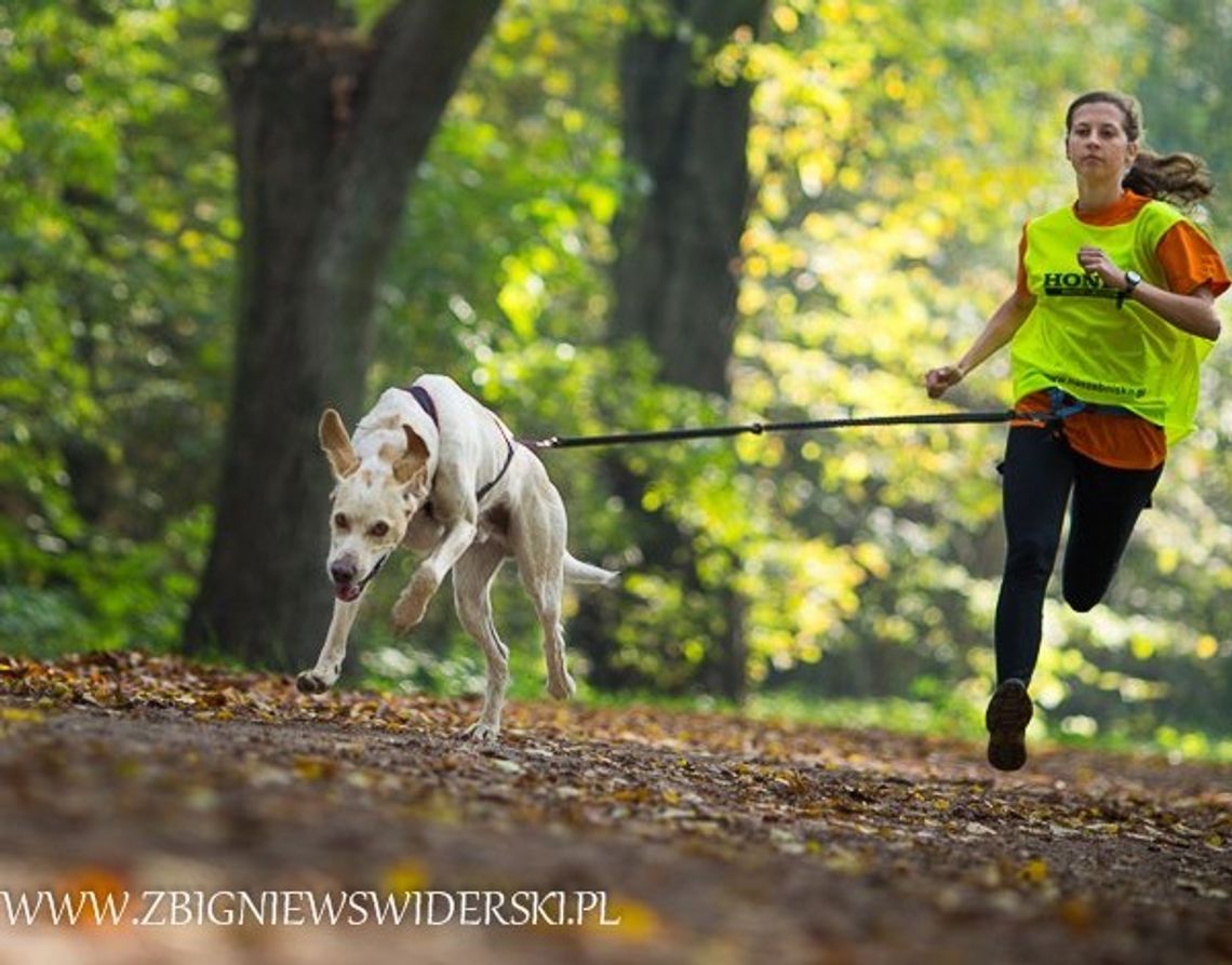 Psie zaprzęgi: Pierwsze w sezonie sukcesy Oli Sowińskiej