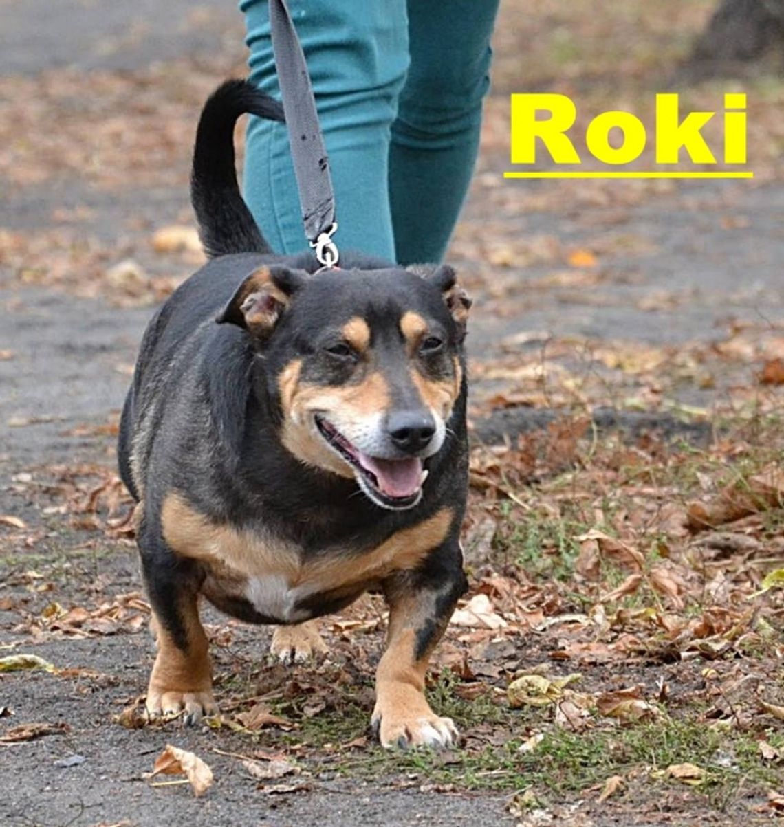 Roki, Arabica i Lisek z tomaszowskiego schroniska