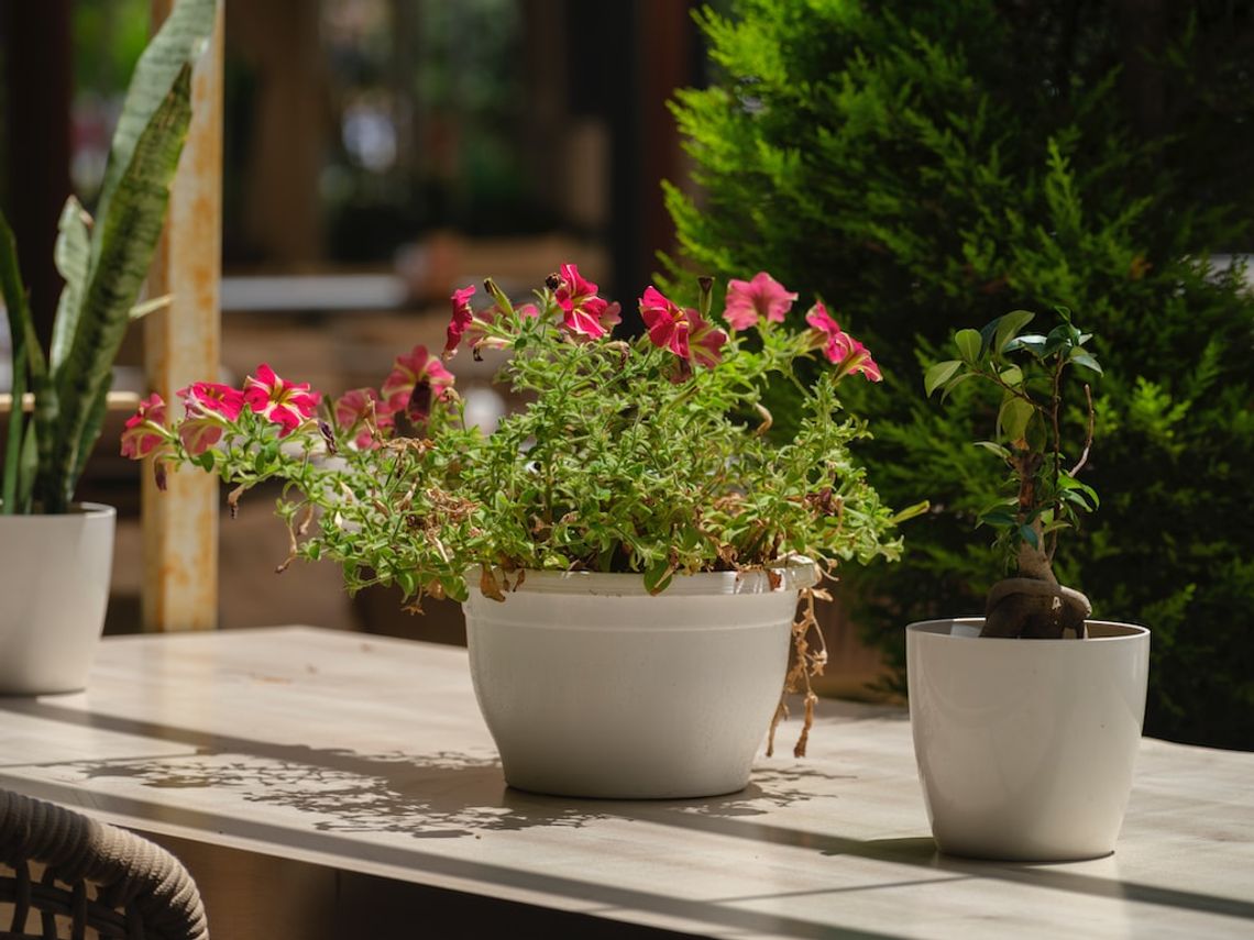 Rośliny doniczkowe - najlepsze rośliny doniczkowe do dekoracji w domu oraz jak o nie dbać?