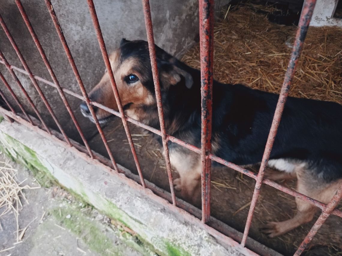 Rośnie liczba bezdomnych zwierząt w Polsce