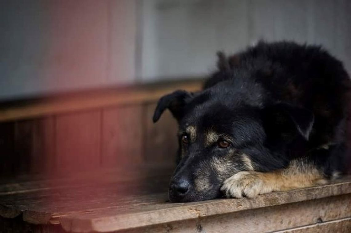 Skontrolują procedury w schronisku 