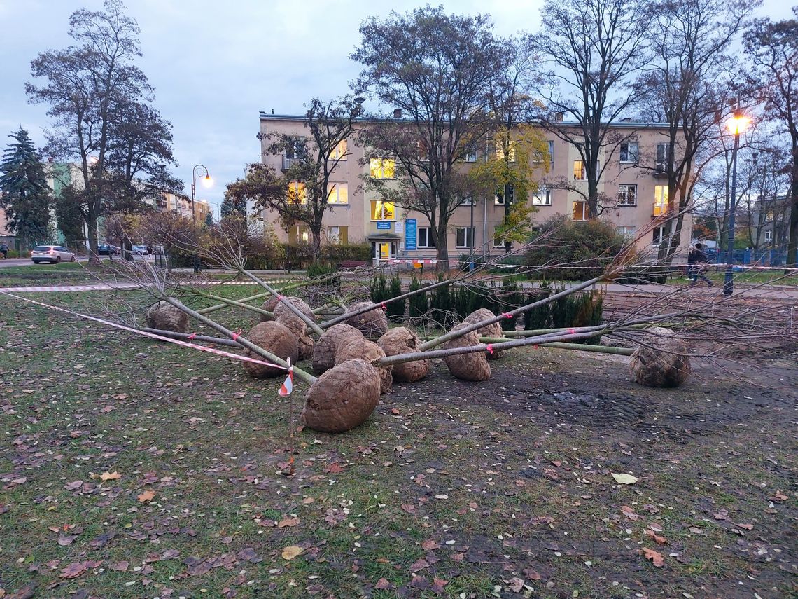 Skwer przy szpitalu w rewitalizacji. Będzie bardziej zielono