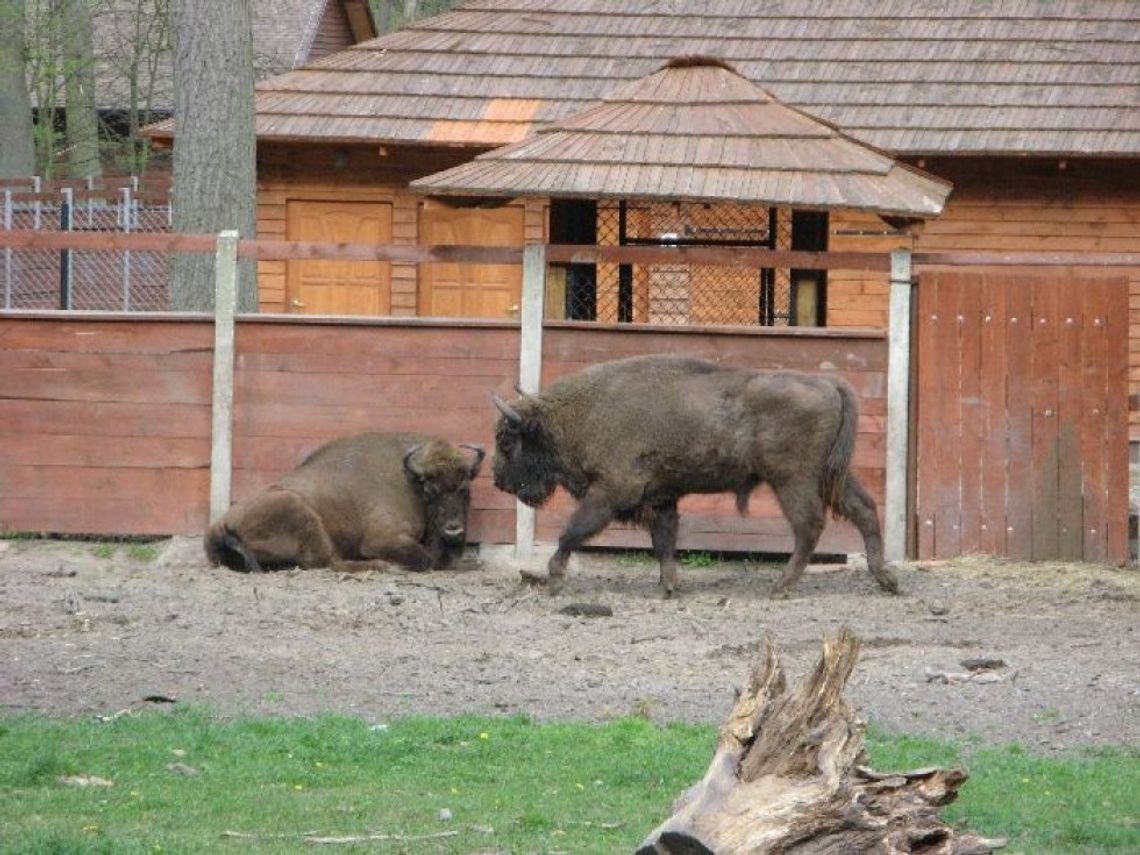 Smardzewickie żubry do odstrzału