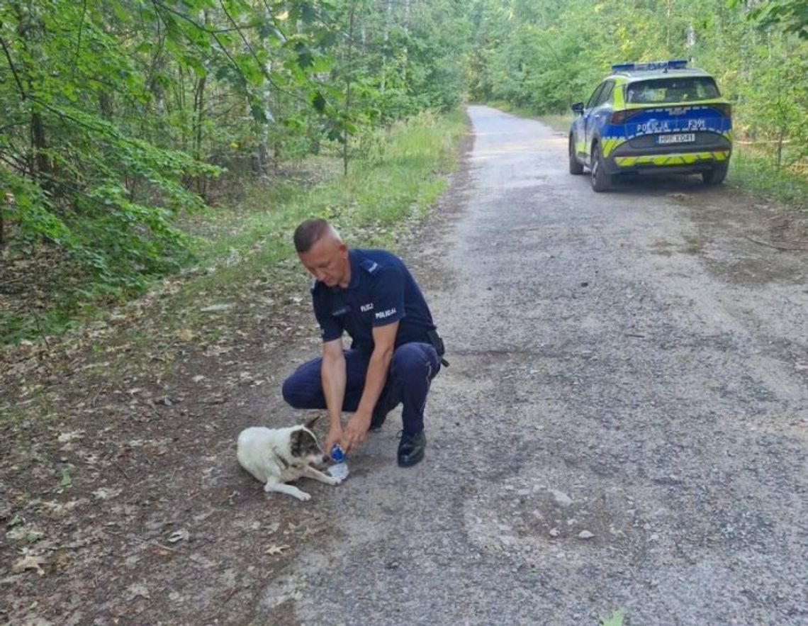 Świadek i policjanci uratowali wycieńczonego psa w Idzikowicach