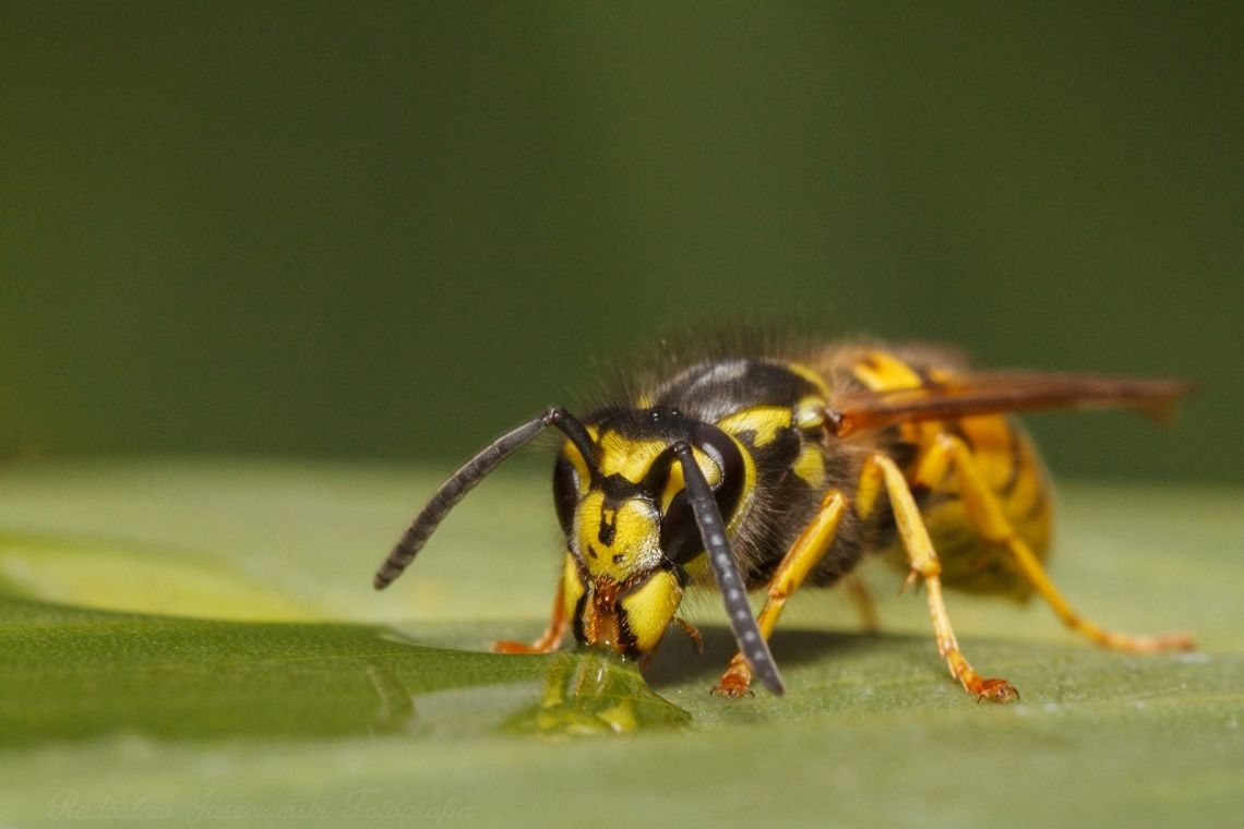 Świat z całkiem bliska
