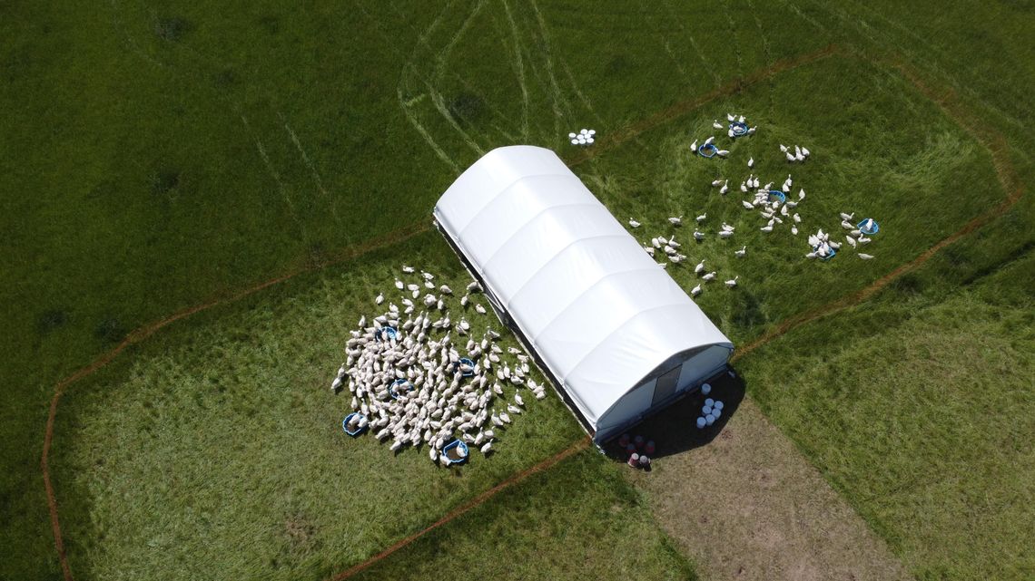 Świnie rasy puławskiej w Manufakturze Dobra – smak, który wraca do korzeni