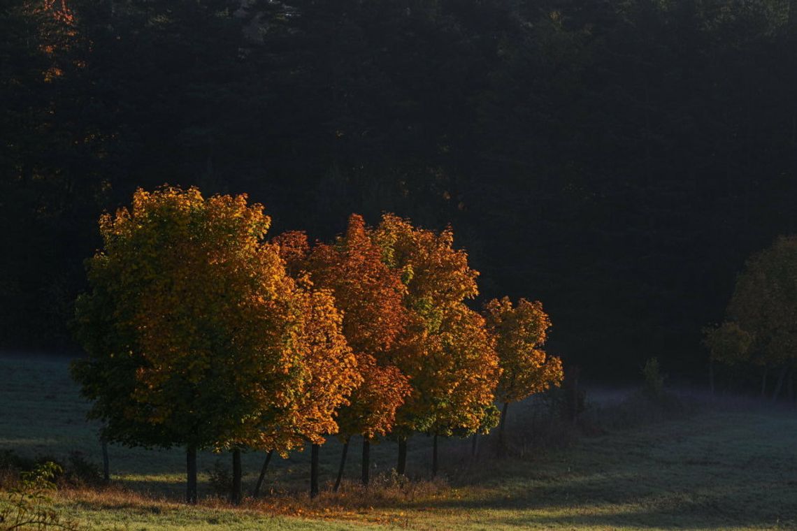 Synoptyk IMGW: kolejne dni z wyraźnym ociepleniem