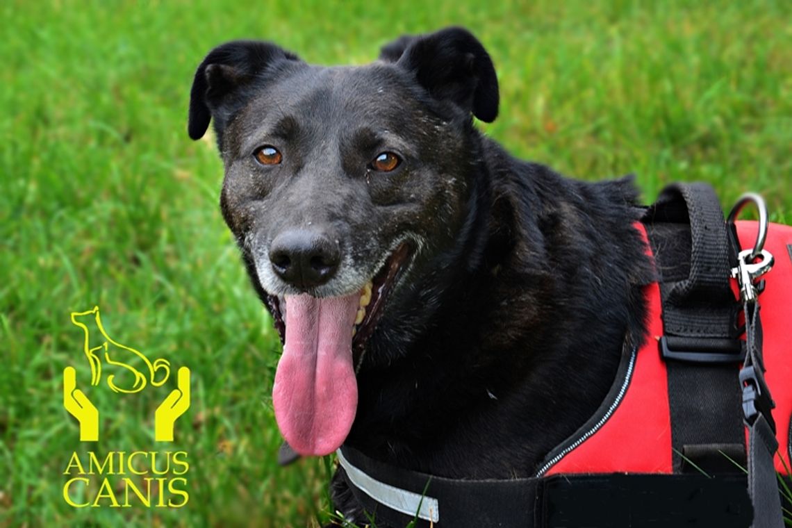 Szukamy domu dla Ruperta