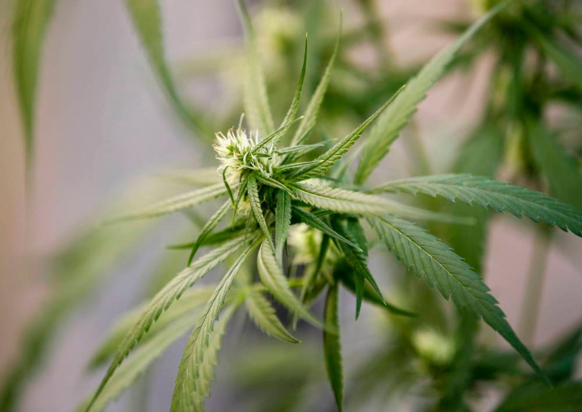 Tabletki z konopi dają nadzieję na zmniejszenie bólu pooperacyjnego