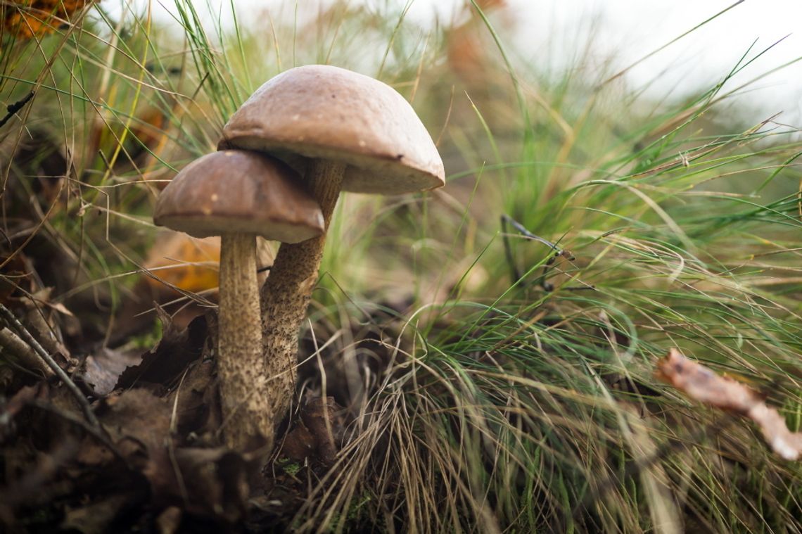 Toksykolog apeluje do grzybiarzy, żeby byli krytyczni wobec swojej wiedzy o grzybach