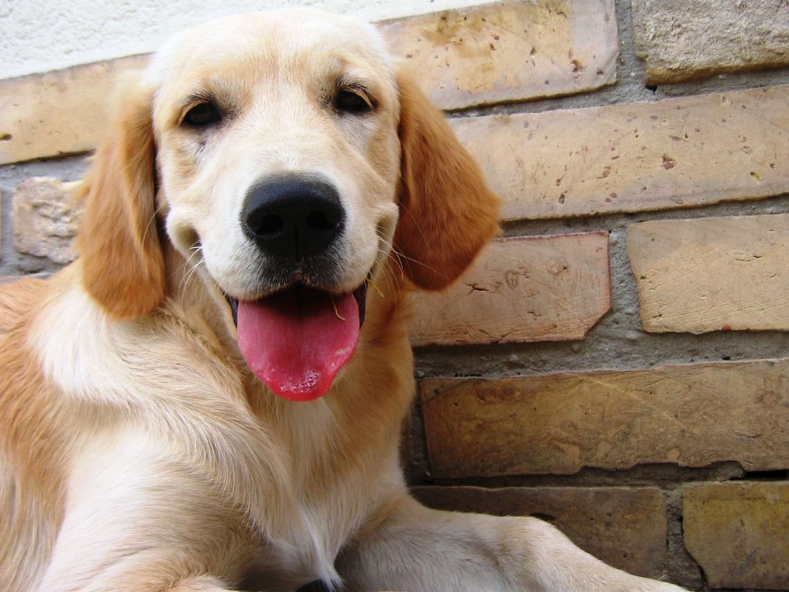 Tomaszowskie psiaki grają o karme z Krakvetu głosujcie!!