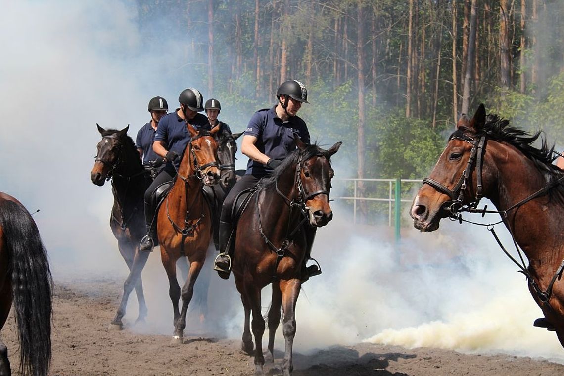 Trwa atestacja policyjnych koni